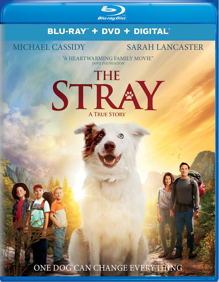 The Stray (DVD) [Blu-ray]
