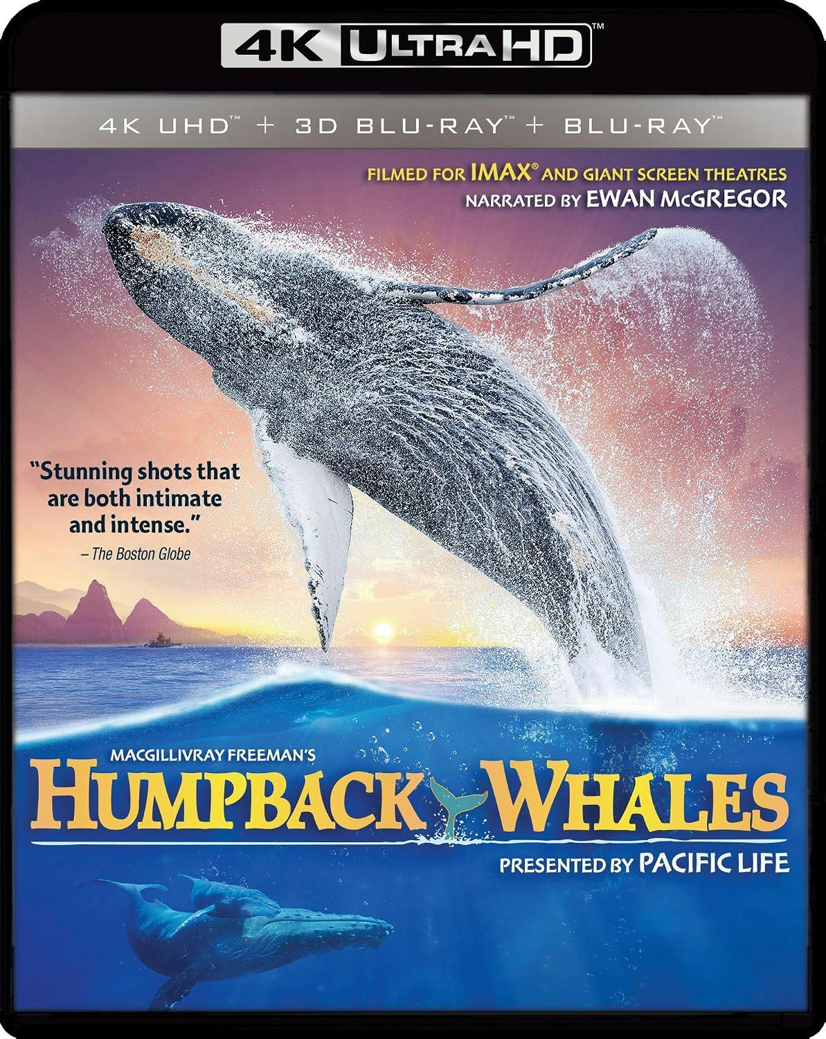 Humpback Whales  UHD