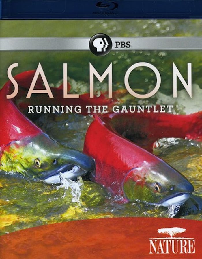 NATURE: SALMON [Blu-ray]