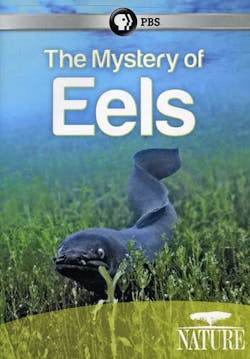 NATURE: MYSTERY OF EELS [DVD]