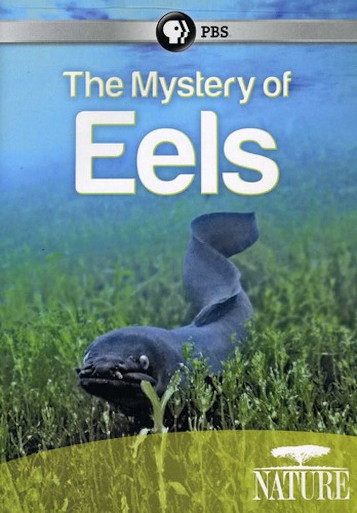 NATURE: MYSTERY OF EELS [DVD]