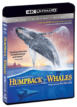 Humpback Whales  UHD
